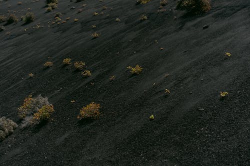 Plants Growing in Volcanic Scenery