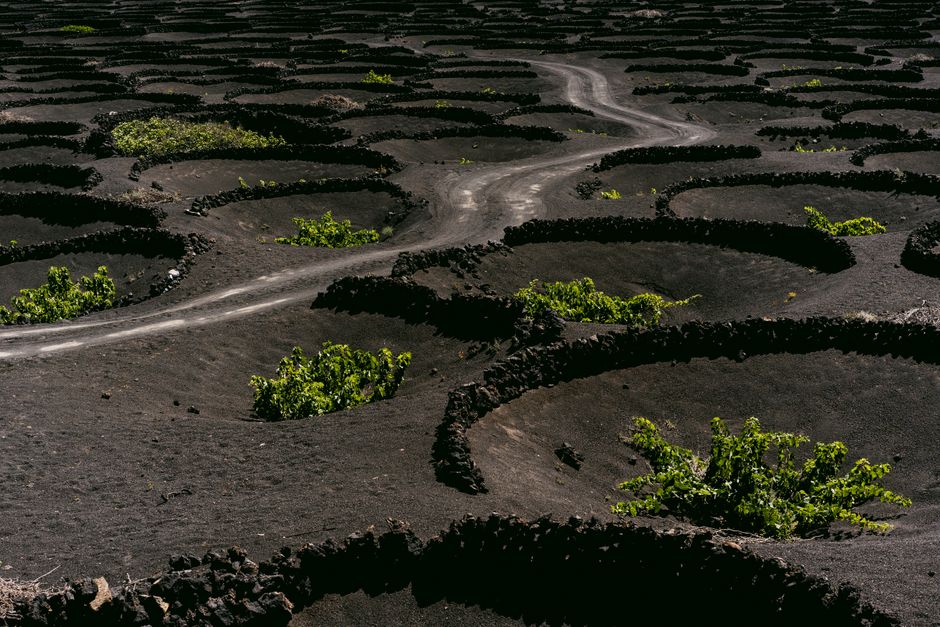 Aerial view of rugged volcanic vineyards on Lanzarote, showcasing unique circular formations.