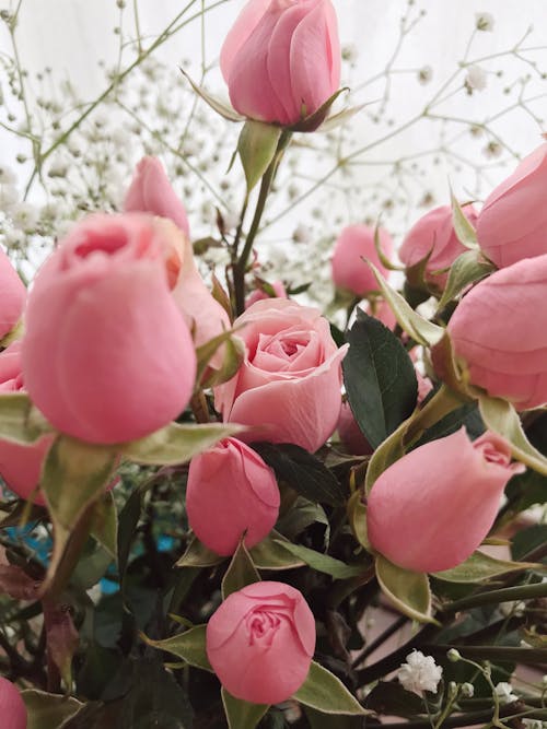 Gratis arkivbilde med blader, blomster, fargerik