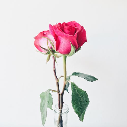 Free Photo of Pink Roses in Vase Stock Photo