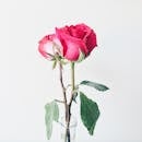 Photo of Pink Roses in Vase