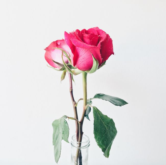 Close-up of fresh pink roses in a glass vase against a light background.