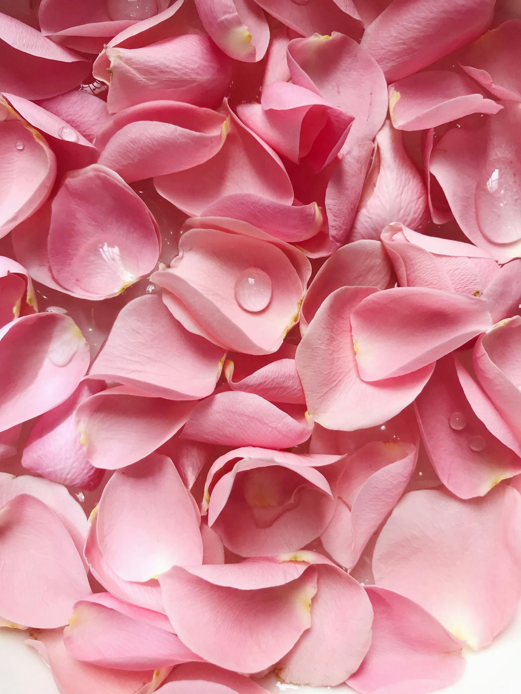Pink Petals · Free Stock Photo