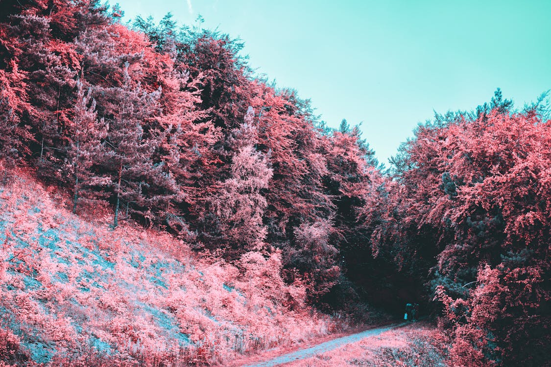 Free Pink Leafed Trees Stock Photo