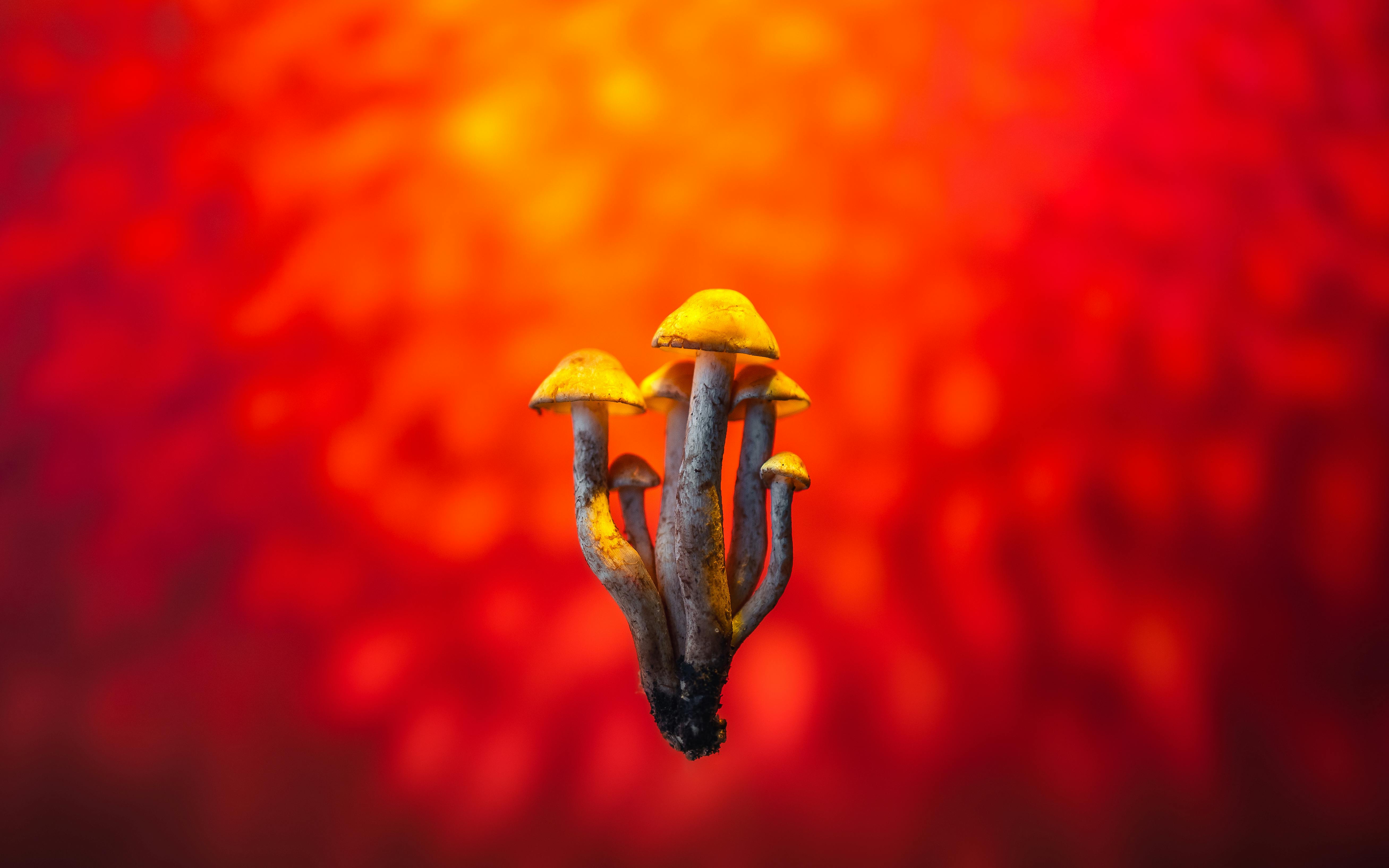 mushrooms on a red background with a bright orange sun