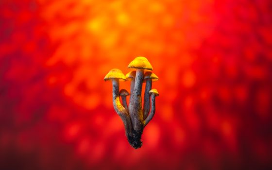 A vivid cluster of honey mushrooms set against a bold, fiery red background, showcasing nature's beauty.