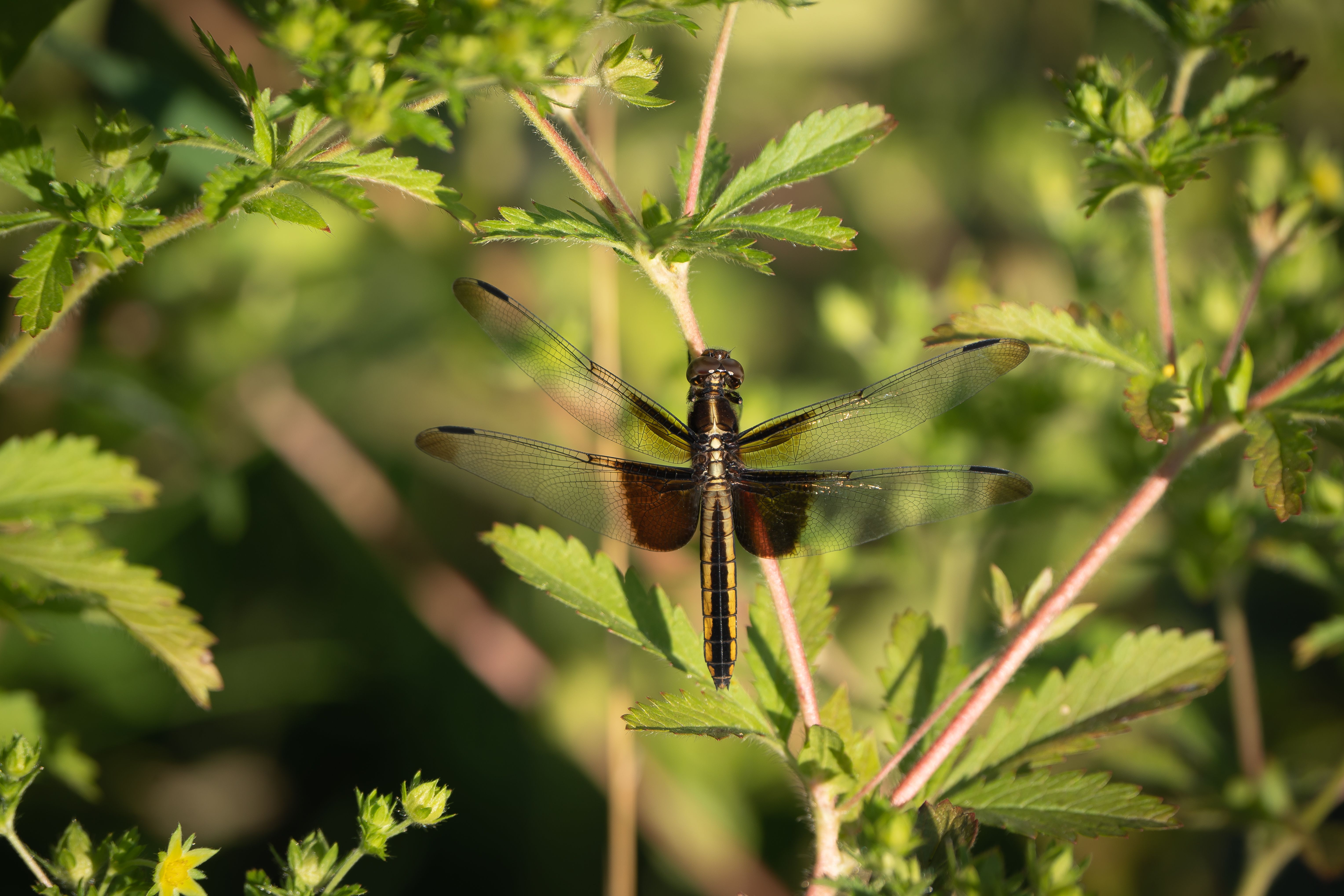 Photo of a Black Dragonfly Near Leaves · Free Stock Photo