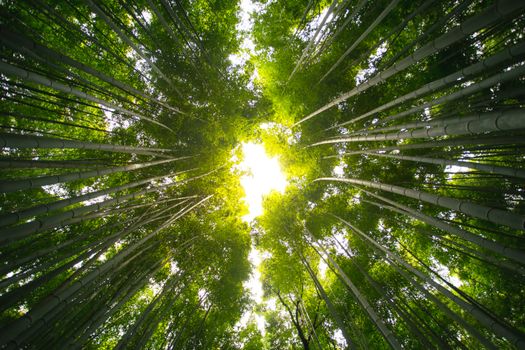 Breathtaking view of tall bamboo trees reaching towards a bright sky in a dense forest.