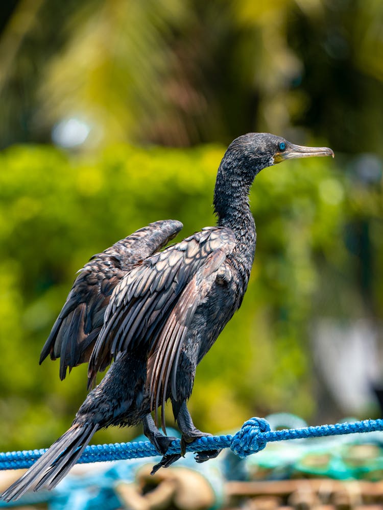 Close Up Of Bird On Line