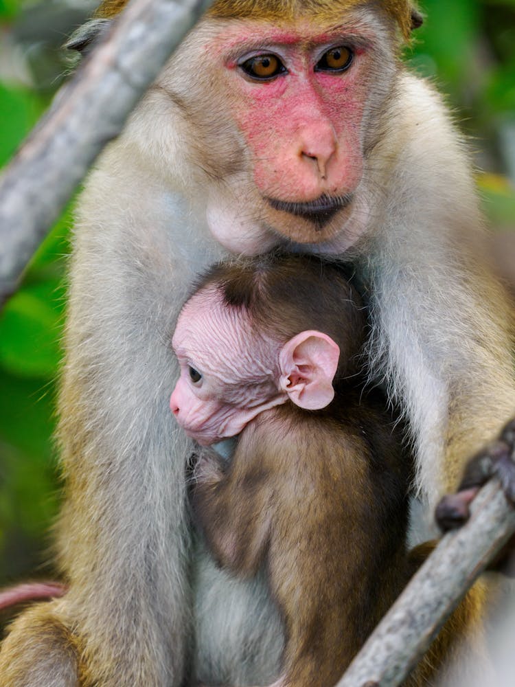 Baby And Mother Monkeys