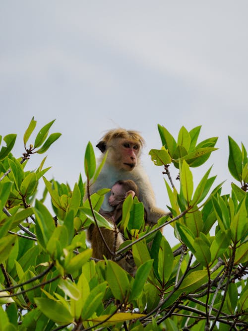 Photos gratuites de animaux, branches, famille de singe
