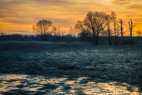 Free Peaceful marsh landscape with silhouetted trees against a vibrant sunset sky. Stock Photo