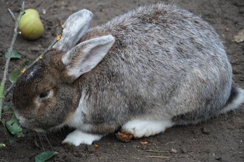 Close-up of Rabbit Eating Grass on Ground