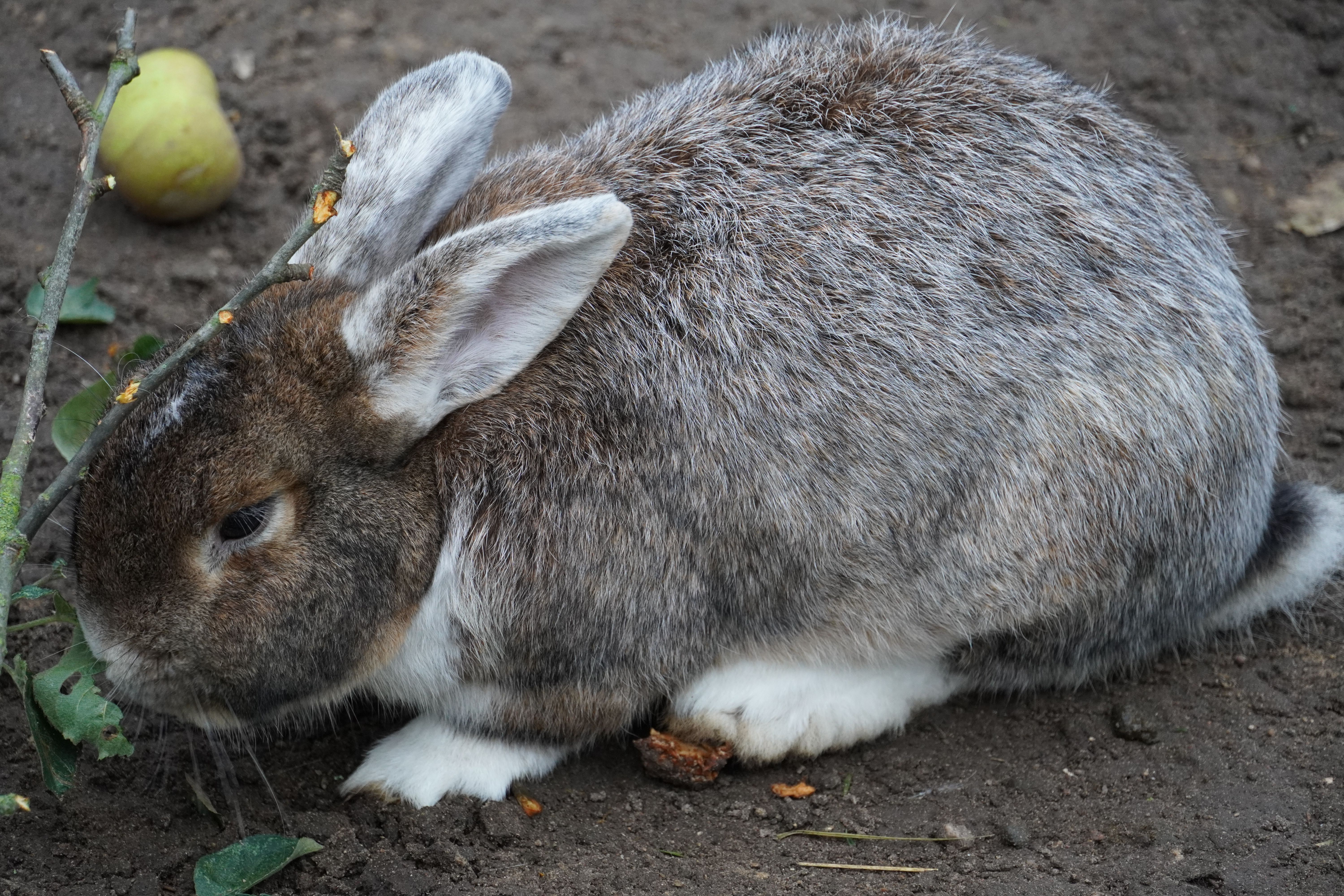 Selective Focus Photography of White Rabbit · Free Stock Photo