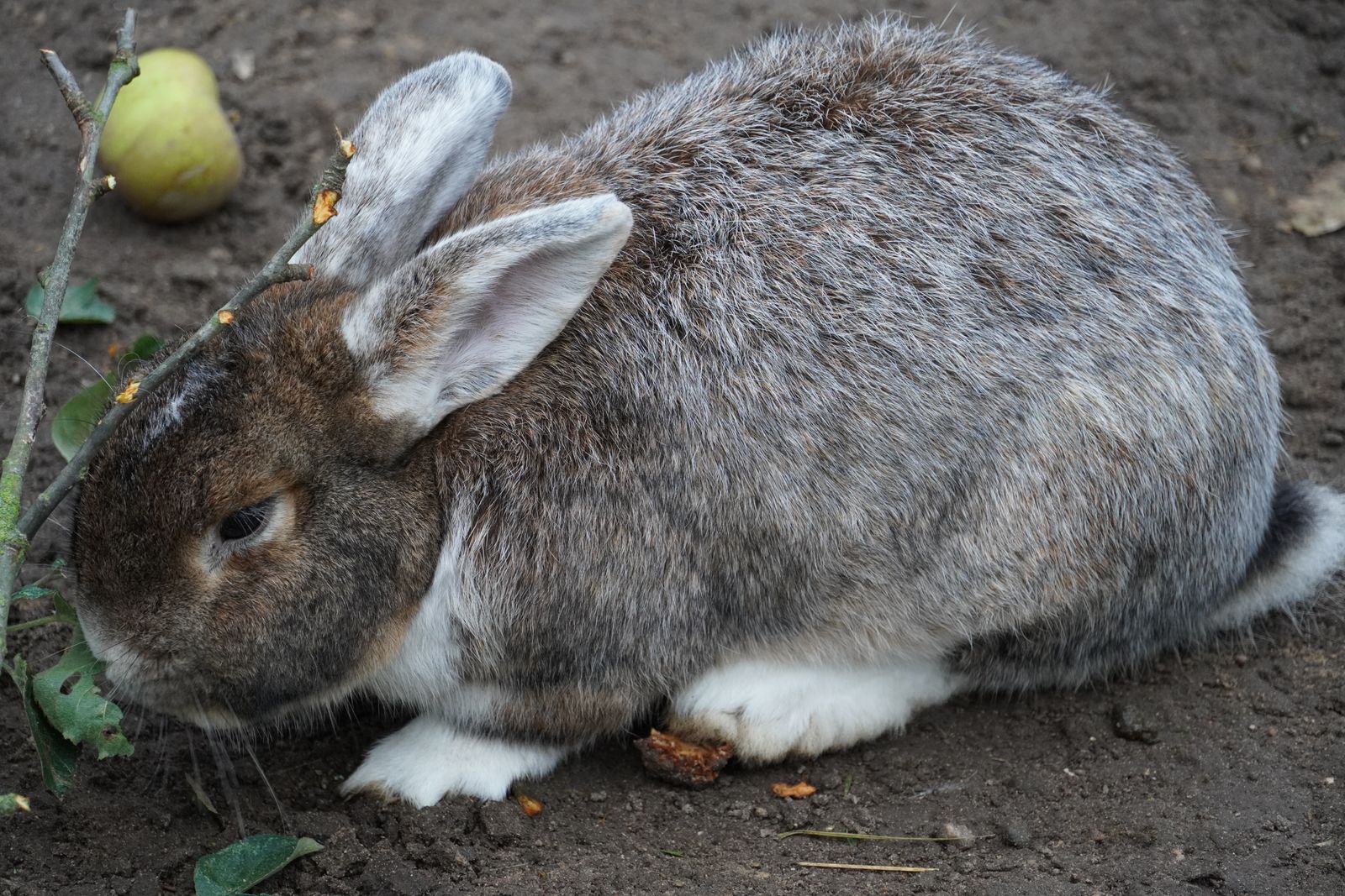 Selective Focus Photography of White Rabbit · Free Stock Photo