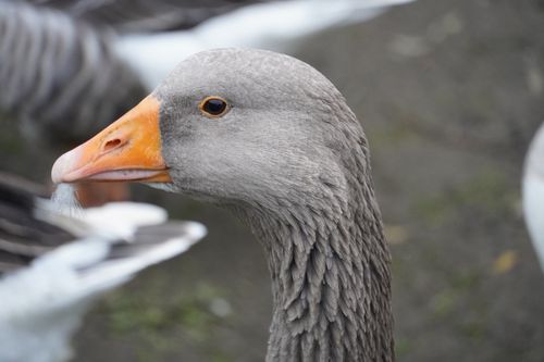 Free Detailed close-up shot of a gray goose showcasing its orange beak and textured feathers. Stock Photo