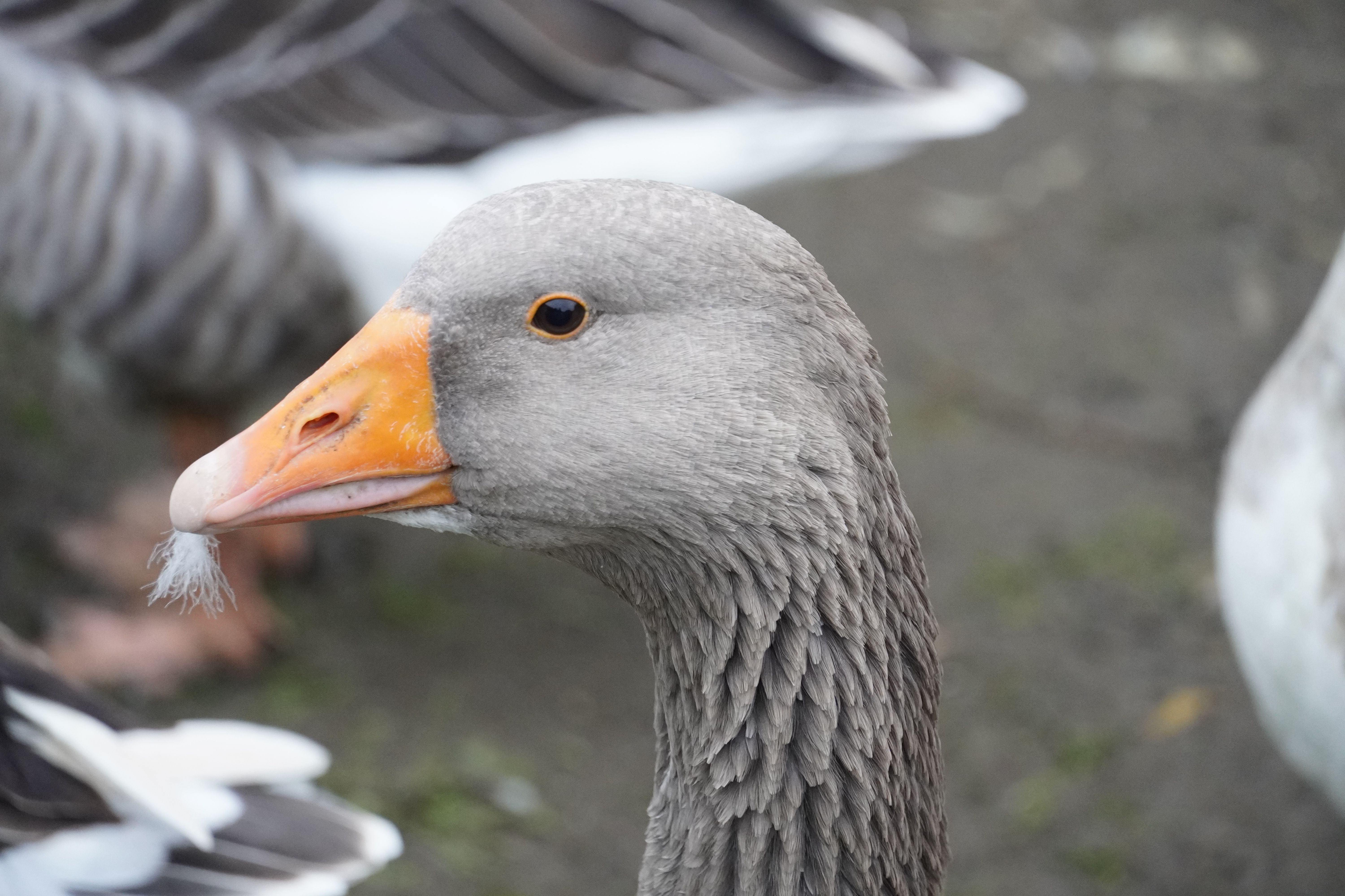 Detailed side view of a domestic goose with an orange beak.