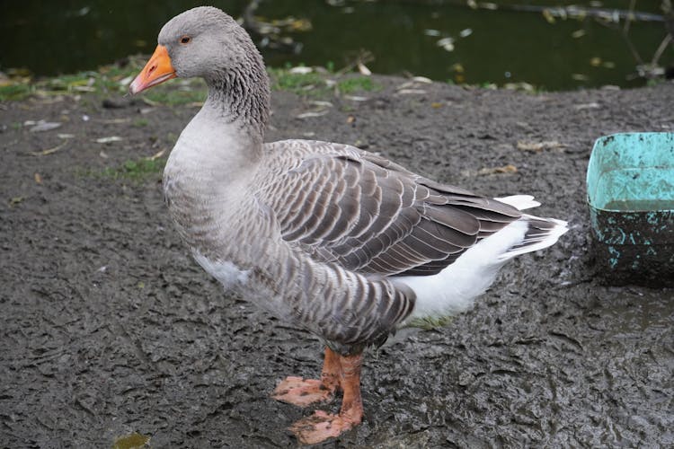 Goose Walking In Mud In Nature