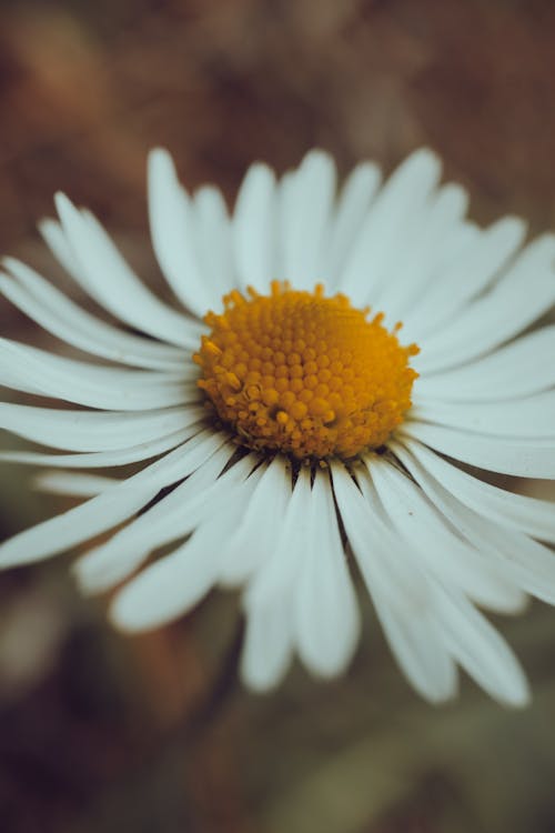 Безкоштовне стокове фото на тему «Біла квітка, впритул, загальна ромашка»