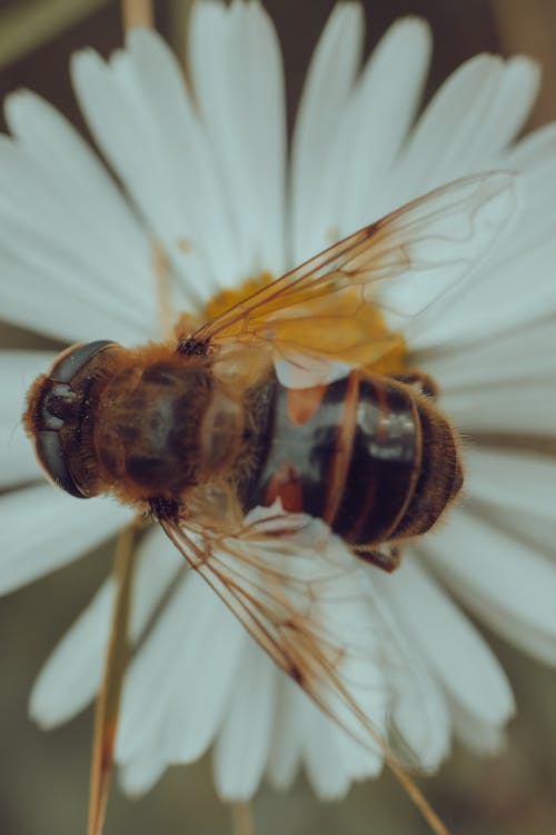 Close-Up Shot of a Drone Fly on White Flower
