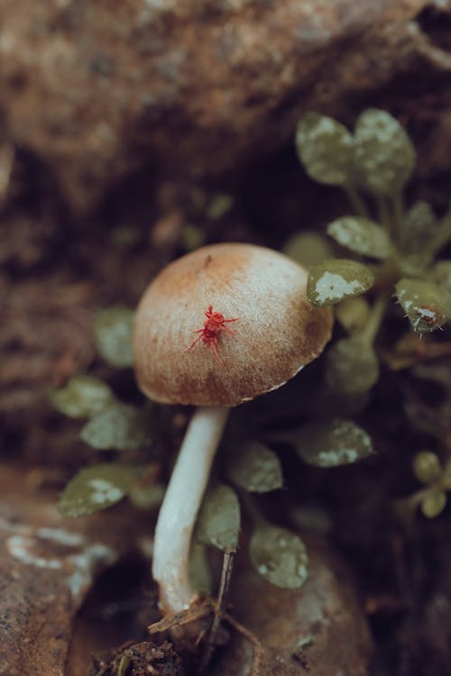 Close-Up Shot of a Red Clover Mites on Brown Mushroom