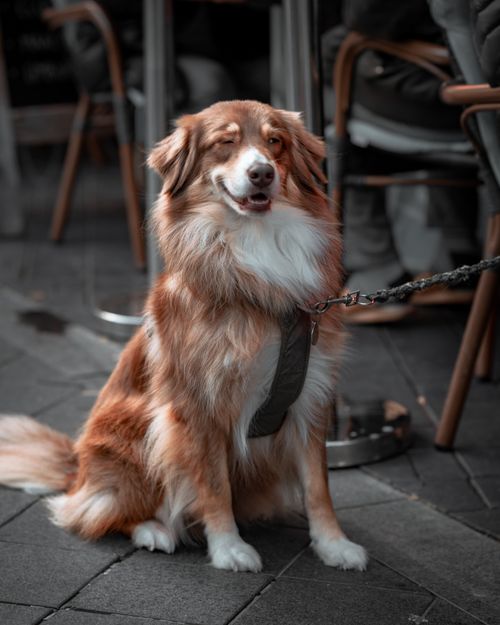 Free Cheerful golden retriever sitting at an outdoor cafe, enjoying the day. Stock Photo