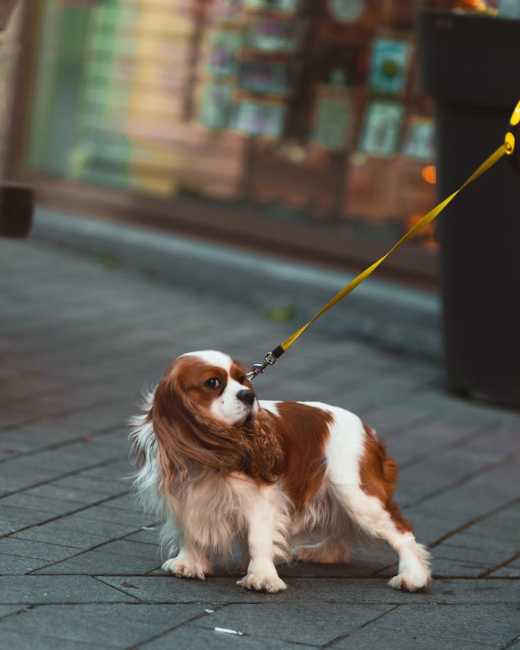 Photo Of Dog On Yellow Leash