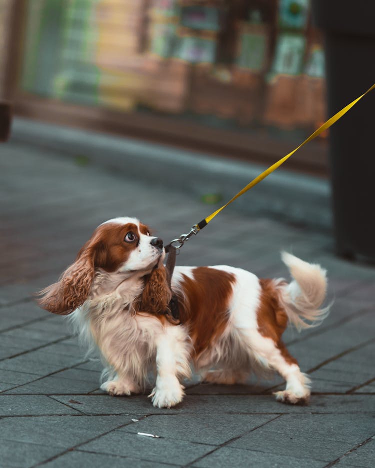 A Dog On A Leash 