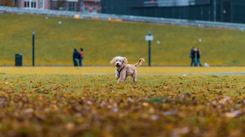 Foto d'estoc gratuïta de animal, bufó, de peluix