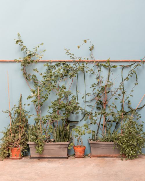 Free Vibrant green climbing plants in pots against a light blue wall, embodying growth and freshness. Stock Photo
