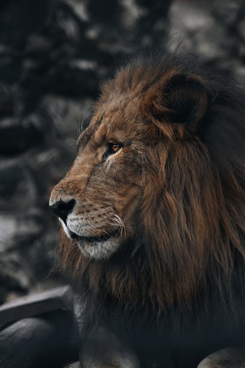 無料 ネコ科, ハンター, ライオンの無料の写真素材 写真素材