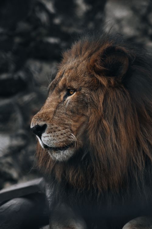 Free Close-up of a majestic lion in the wild, showcasing its powerful demeanor. Stock Photo