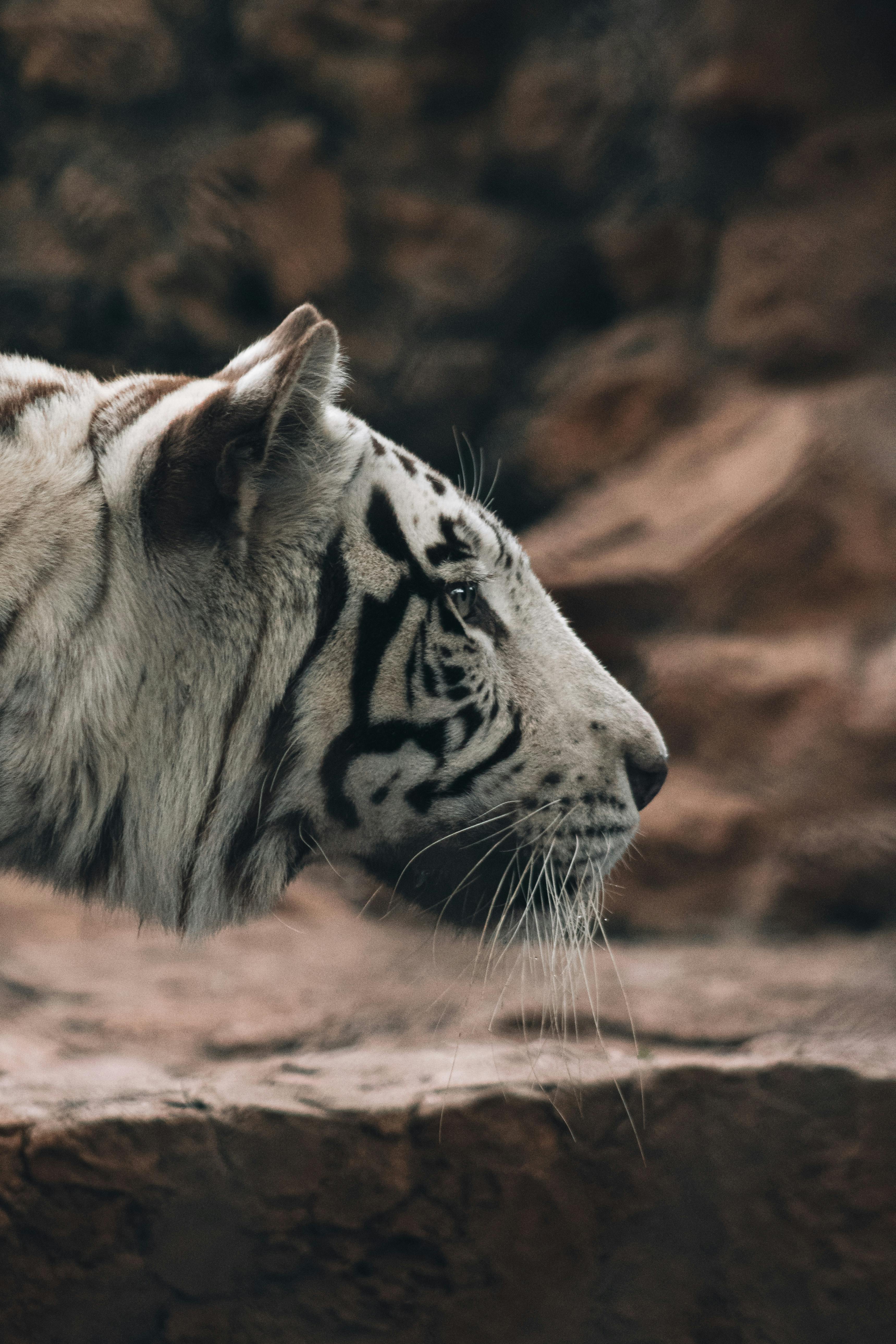 Premium AI Image  White tiger on a tree wallpapers