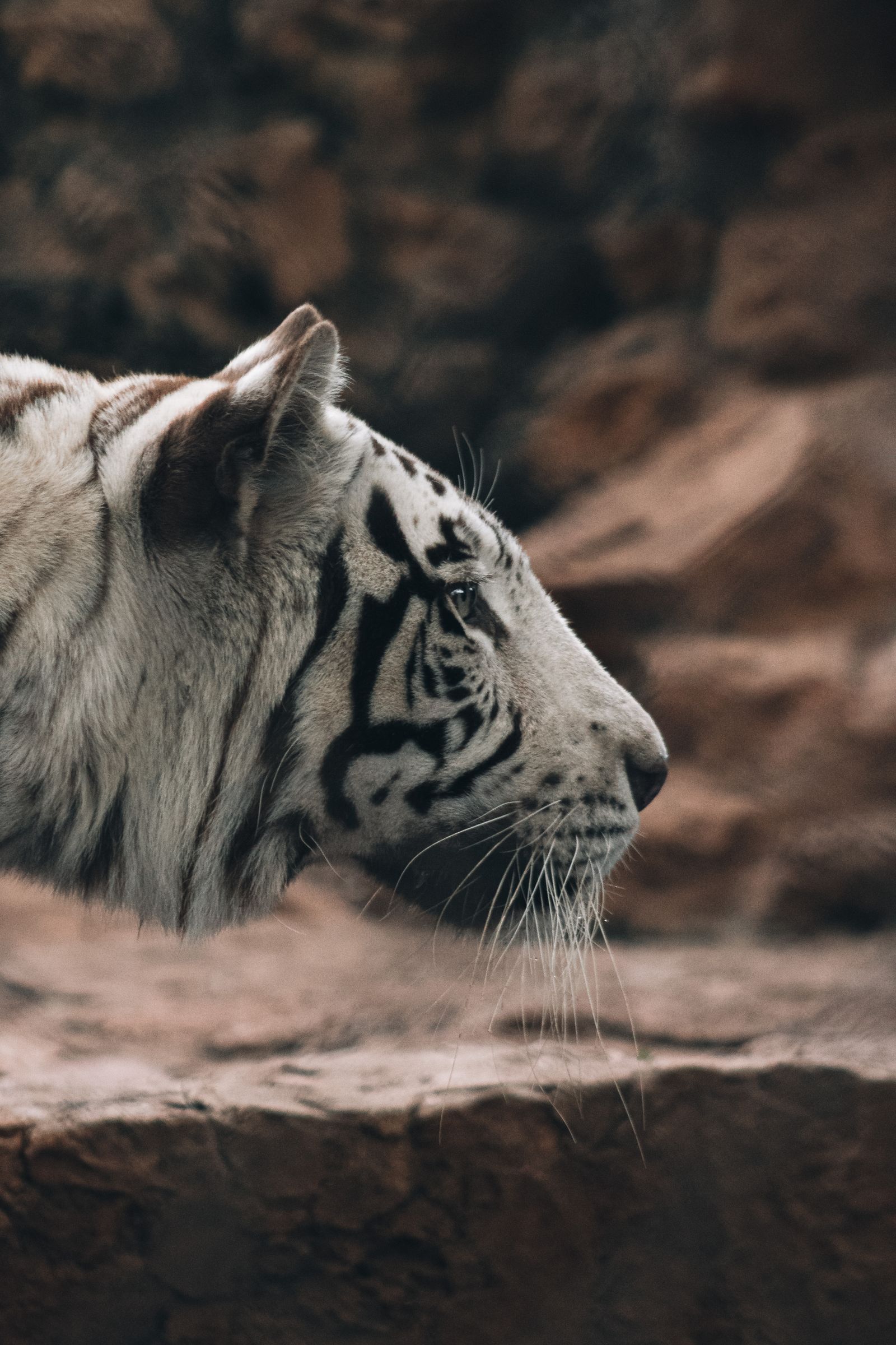 White Tiger Photos, Download The BEST Free White Tiger Stock Photos ...