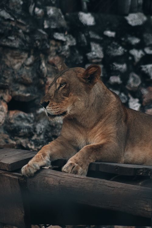Free A confident lioness lounging on a wooden platform, showcasing her regal presence. Stock Photo