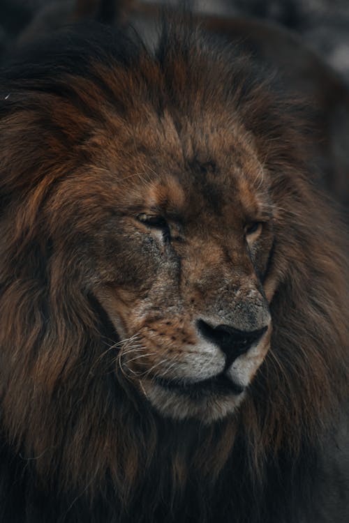Close-Up Photo of Lion