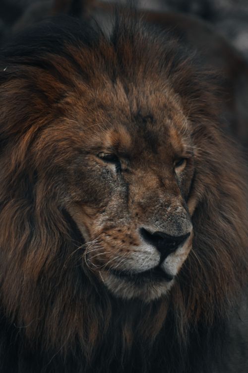 Free Close-up shot of a majestic lion with a full mane, showcasing its regal presence. Stock Photo