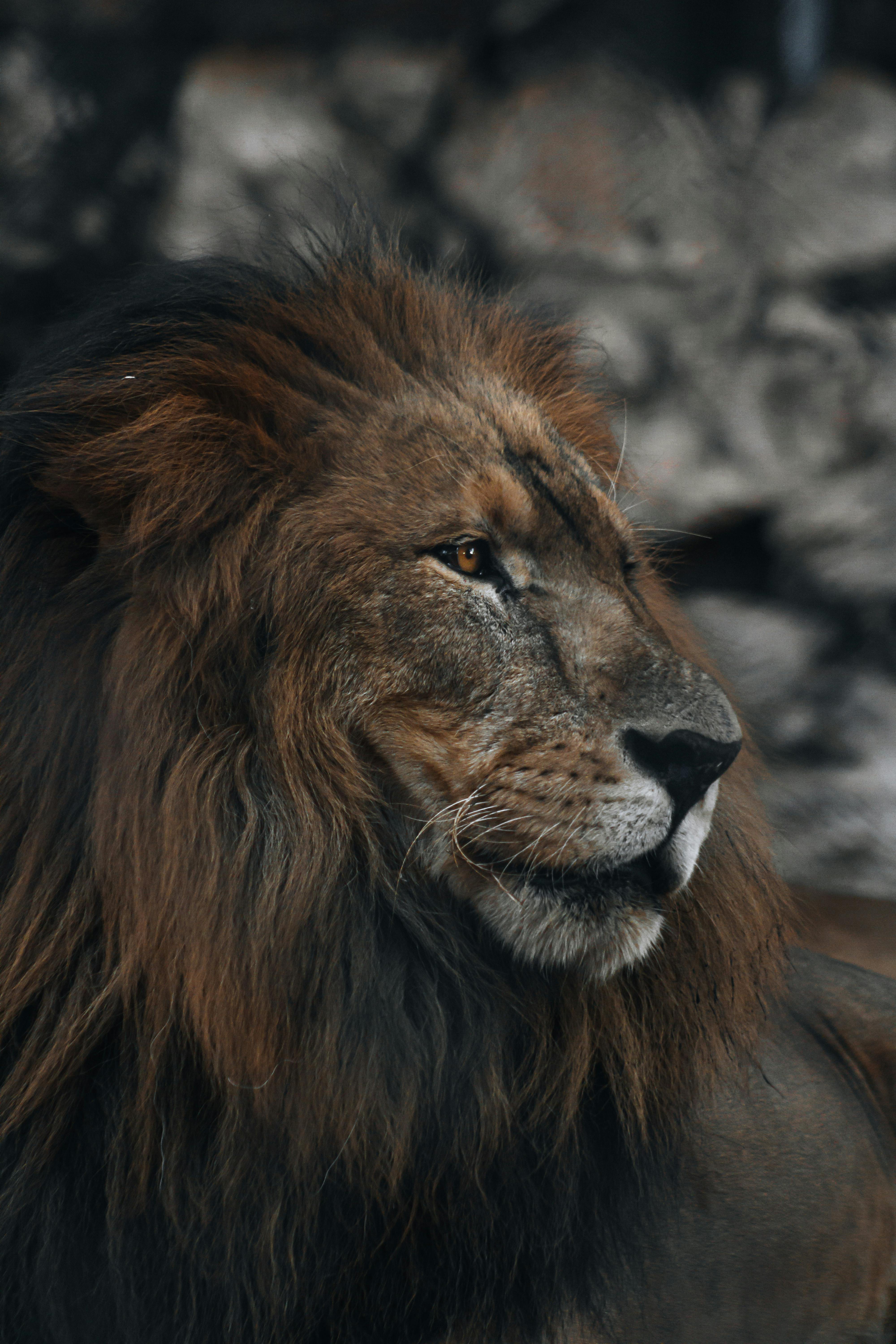 Lions Photos, Download The BEST Free Lions Stock Photos & HD Images