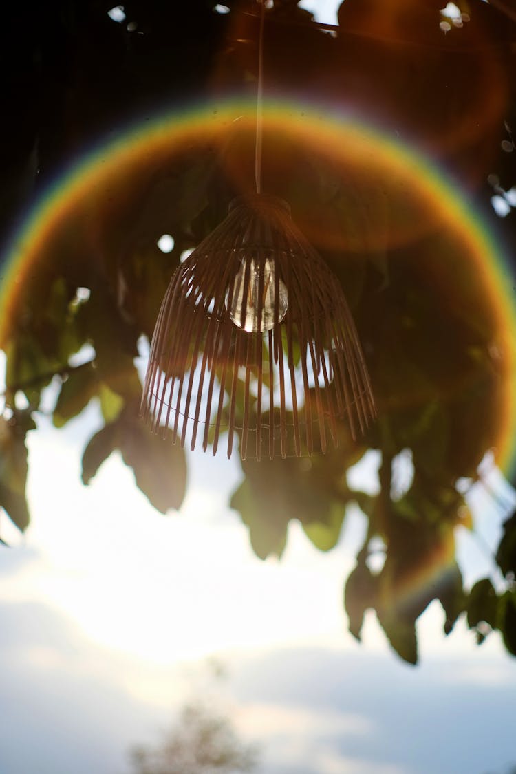 Light Bulb Hanging From A Tree Branch 