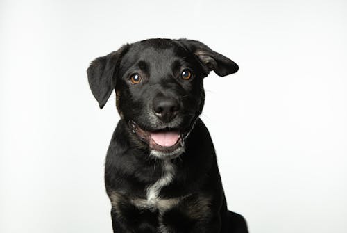 快乐、年轻的黑牛狗的画像