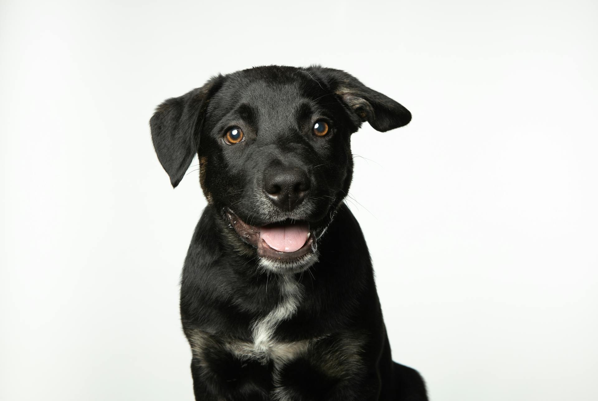 Een close-up van een puppy