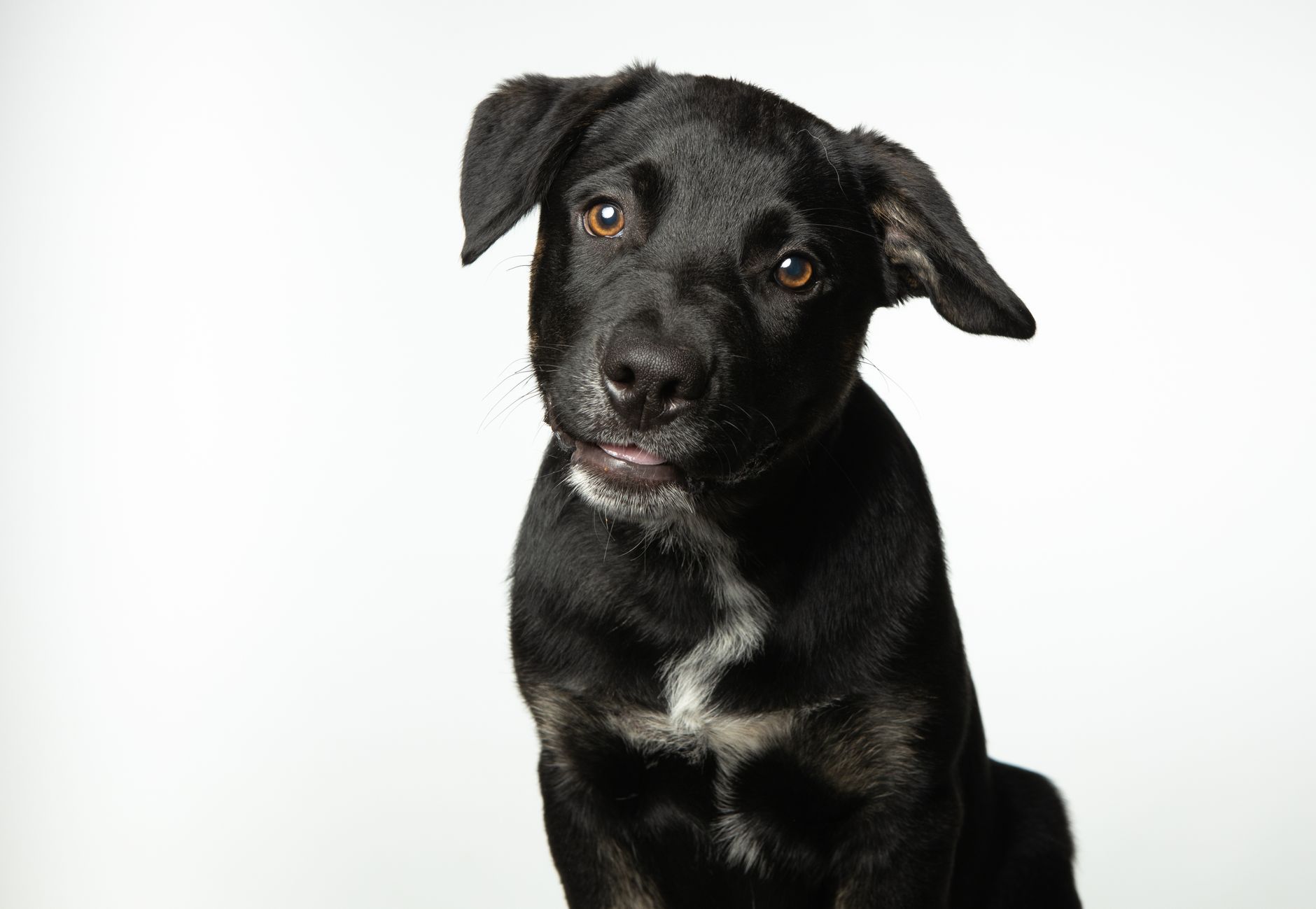 Veterinary care for a pet