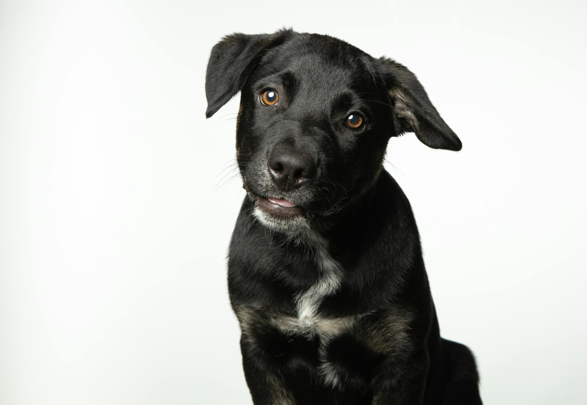 Close-upfoto van een zwarte pup