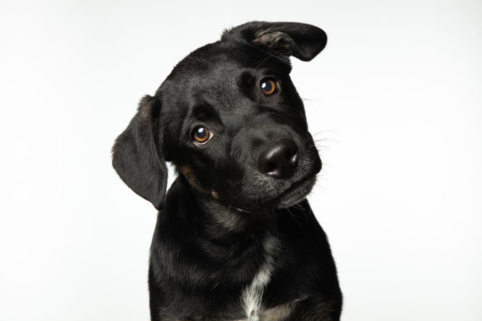How to Gradually Transition Your Puppy to a New Food Without Digestive Upset Adorable black puppy with a curious head tilt against a white background.