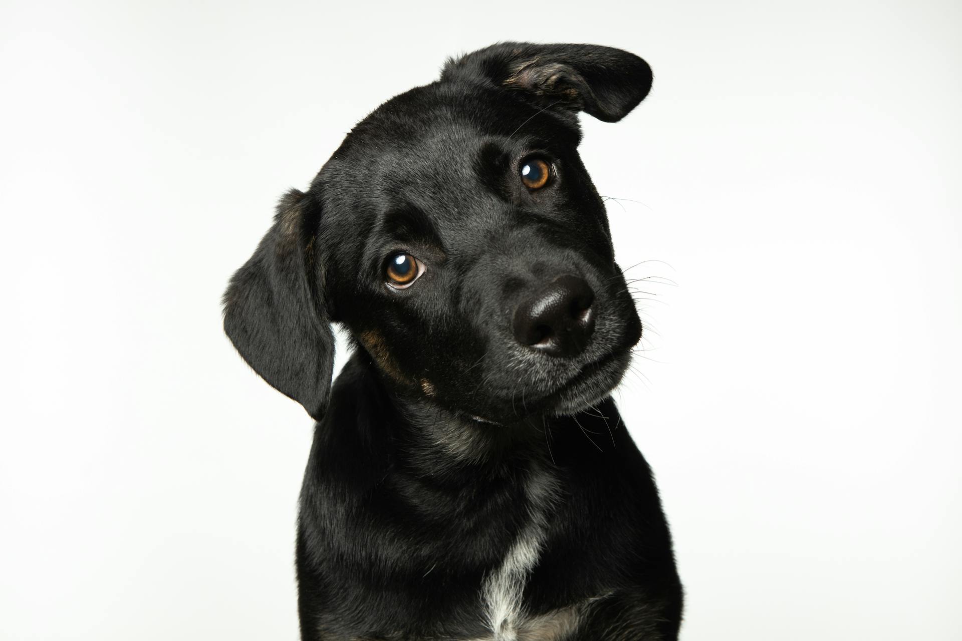 Photograph of a Black Puppy