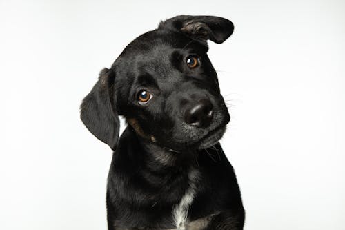 bezplatná Základová fotografie zdarma na téma černý pes, chlupatý, domácí mazlíček Základová fotografie