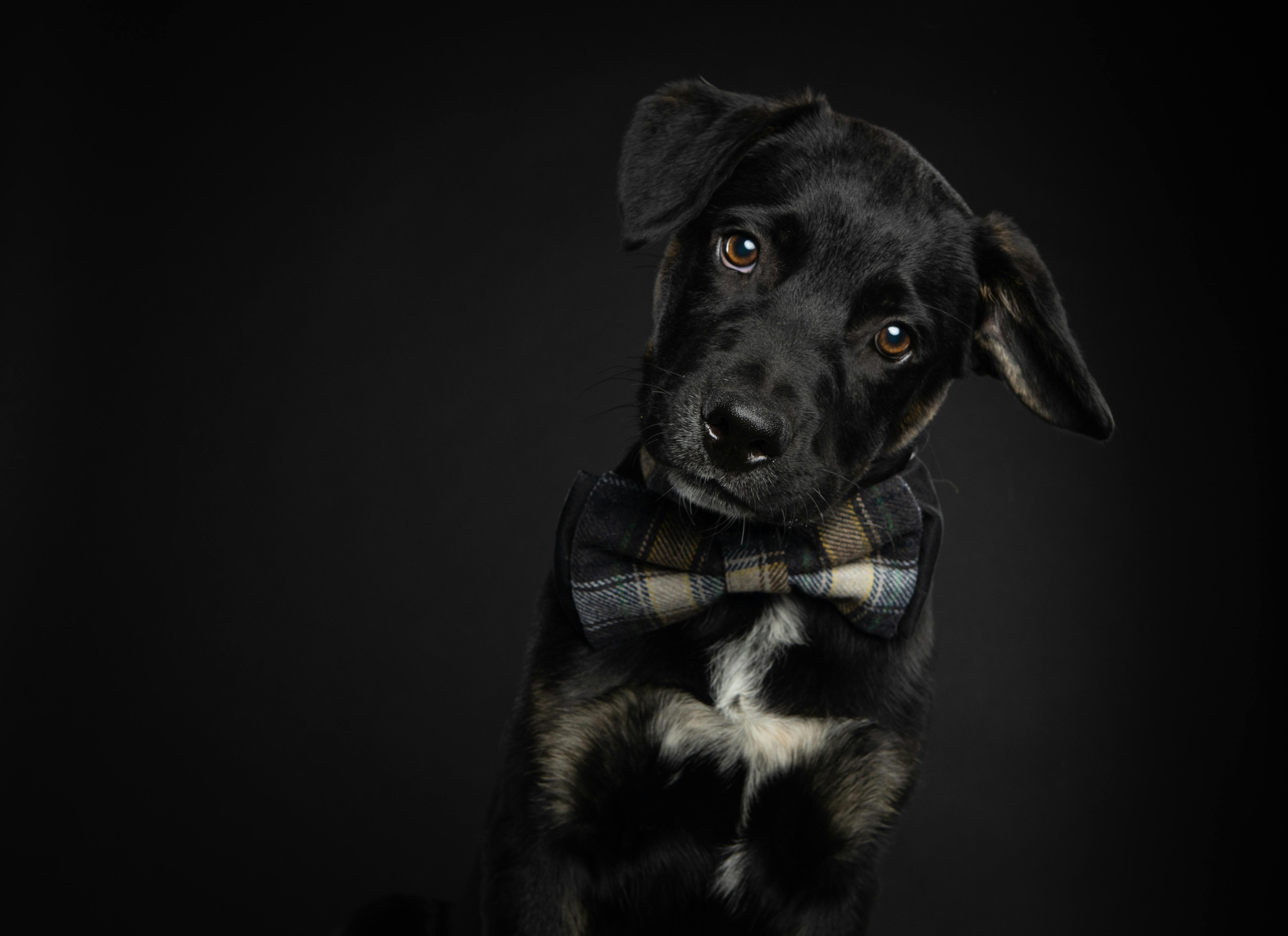 Black Shears Pet Grooming Opens in Griffin — Photo by Sharon  Snider on Pexels