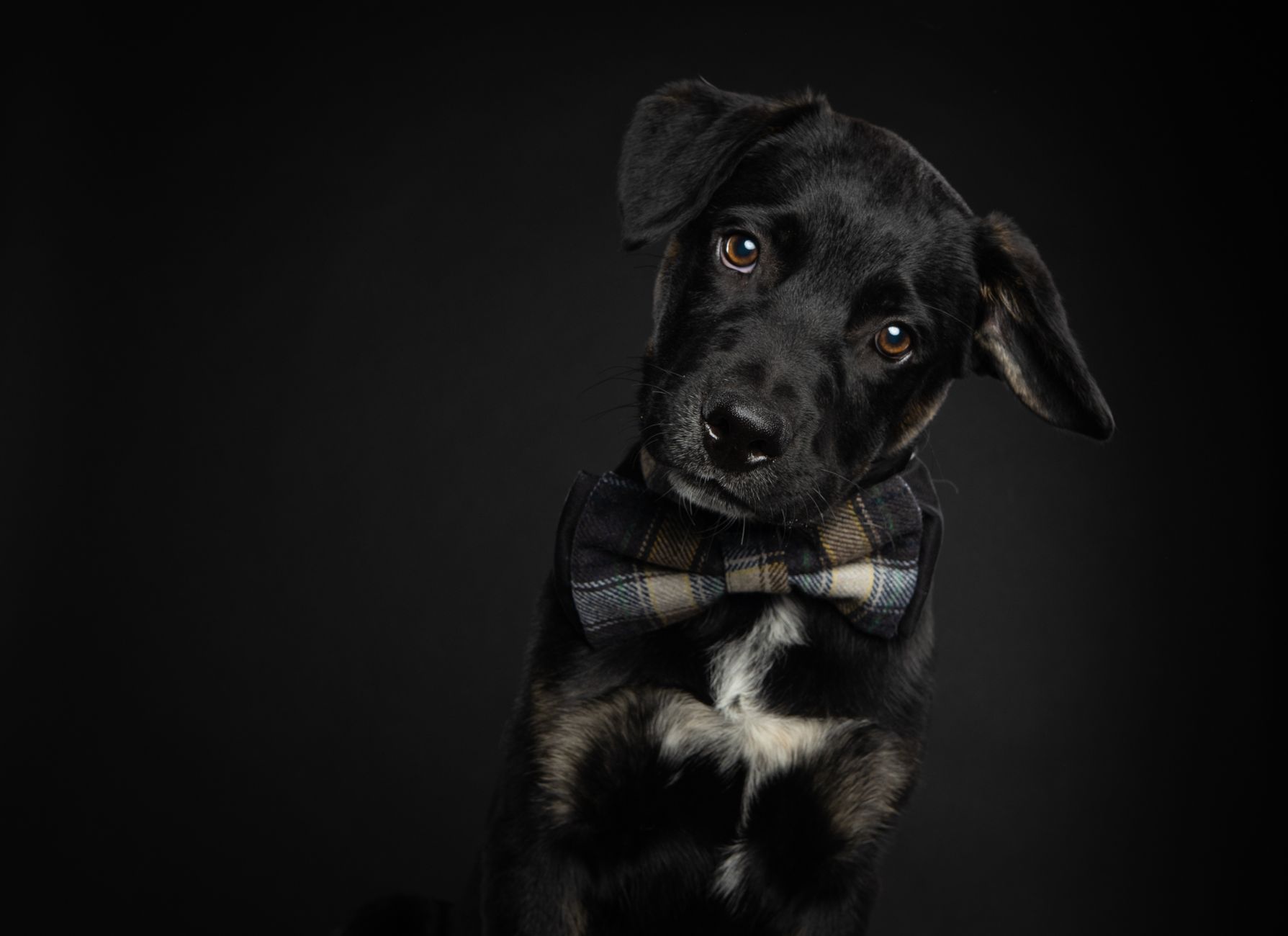 Veterinary care for a pet