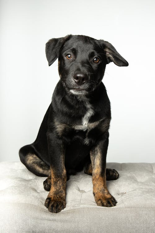 Portrait De Jeune Chien De Bétail Noir