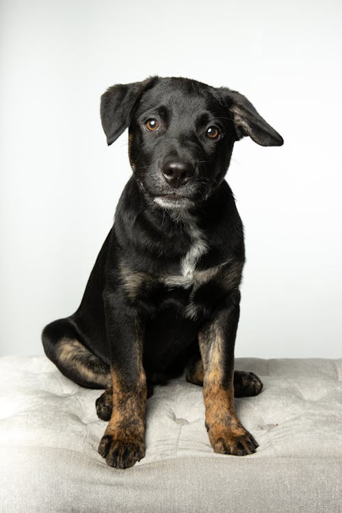 bezplatná Základová fotografie zdarma na téma černý pes, detail, domácí mazlíček Základová fotografie